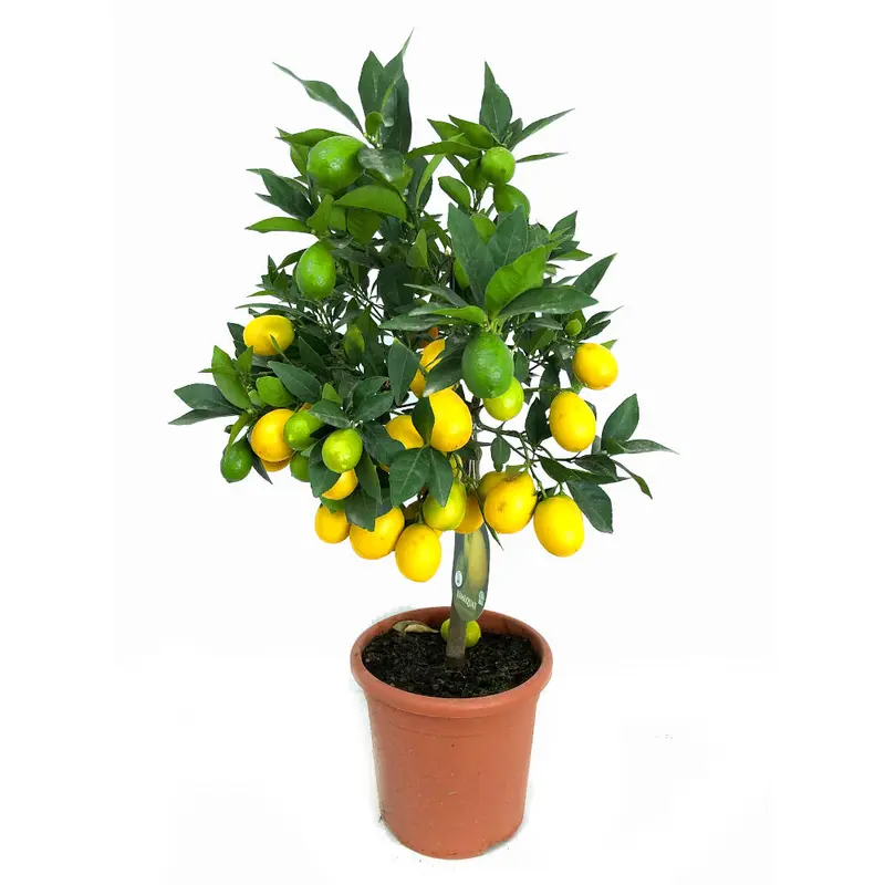 Limequat M21 60cm