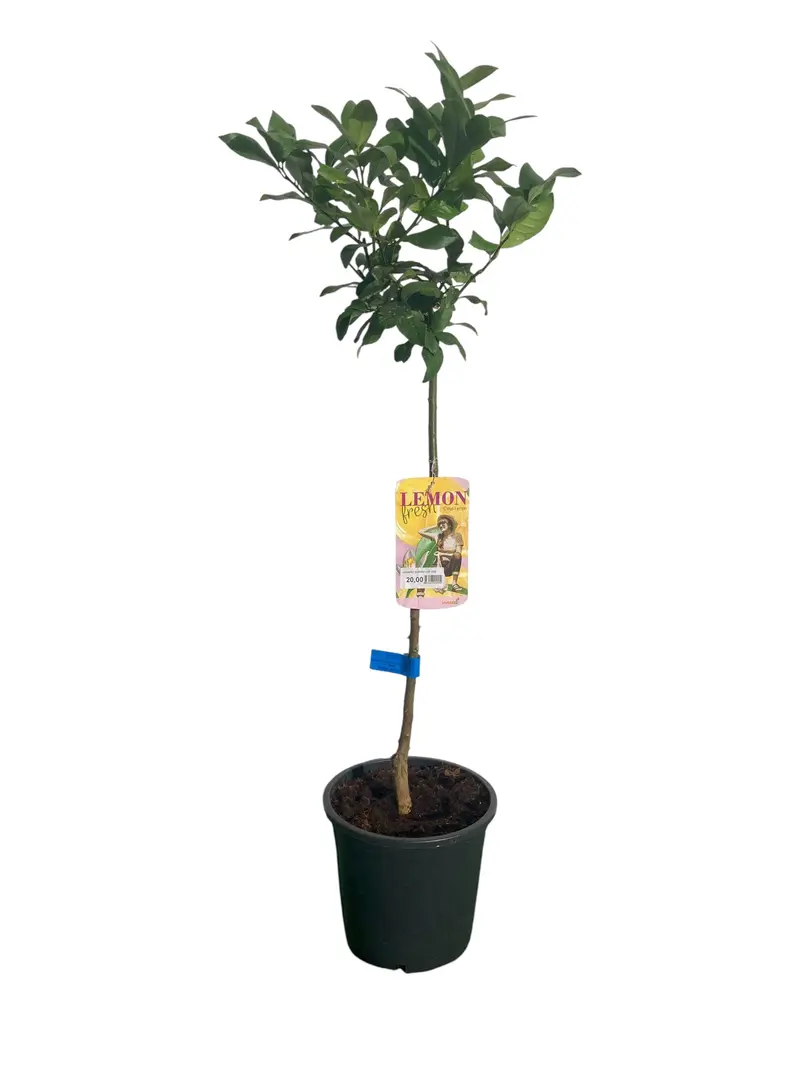 Limonero Lunero Maceta 120 CM