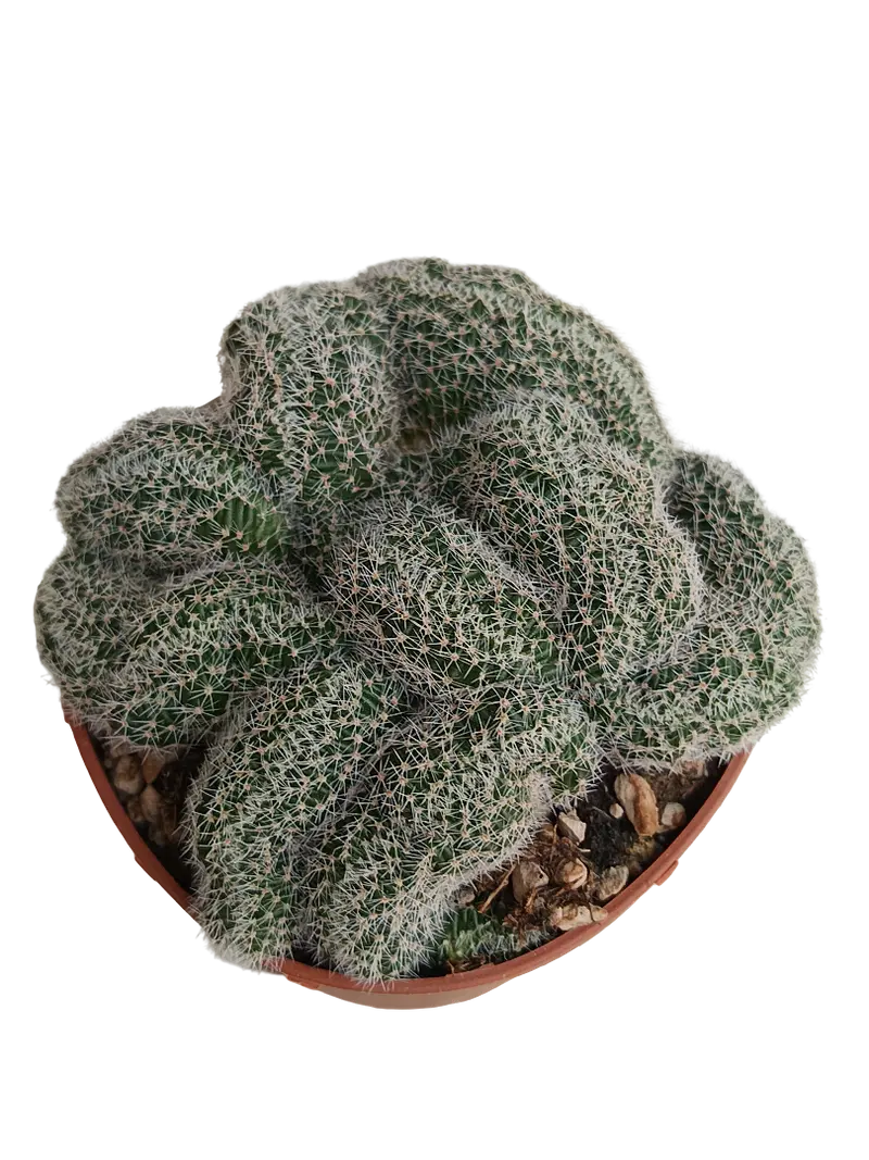 Lobivia Densispina Crestada Planta Cactus Ø8