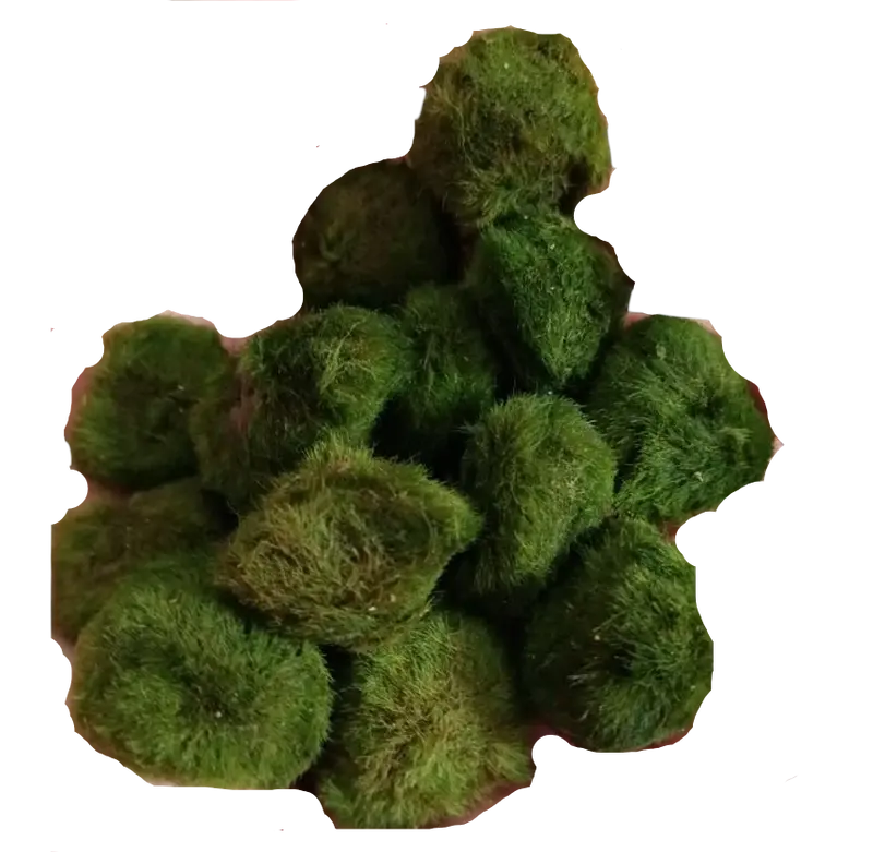 Lote 10 Bolas Marimo Moss Cladophora 2-3 Cm