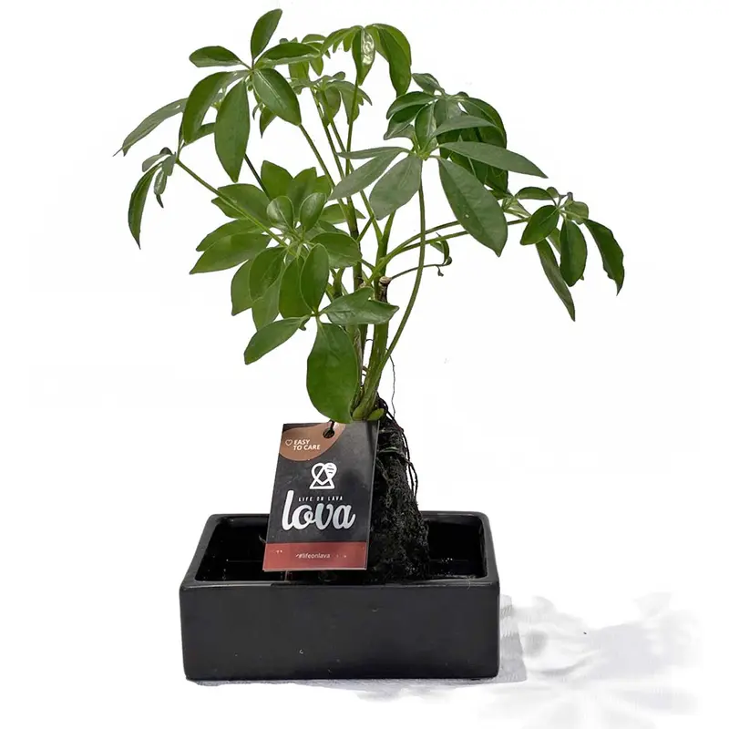 Lova Plant