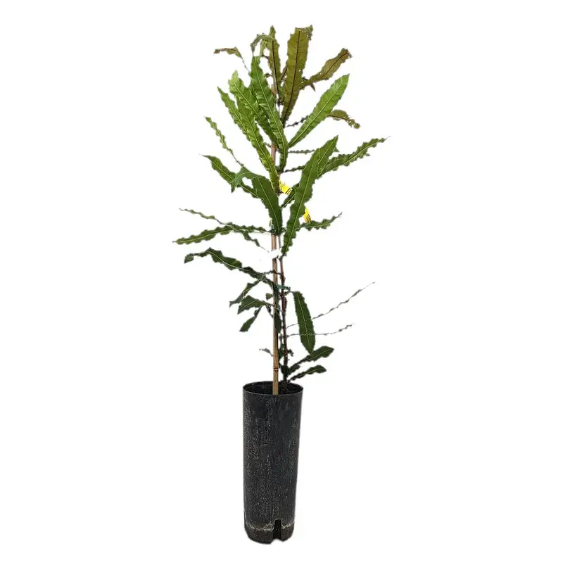 Macadamia Tb20 110-130cm