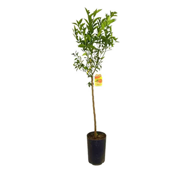 Mandarino Avana Tb20 100-130cm