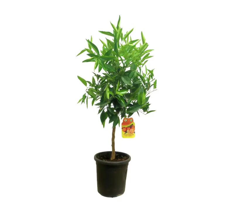Mandarino Clementina Clemenules M21 65-75cm