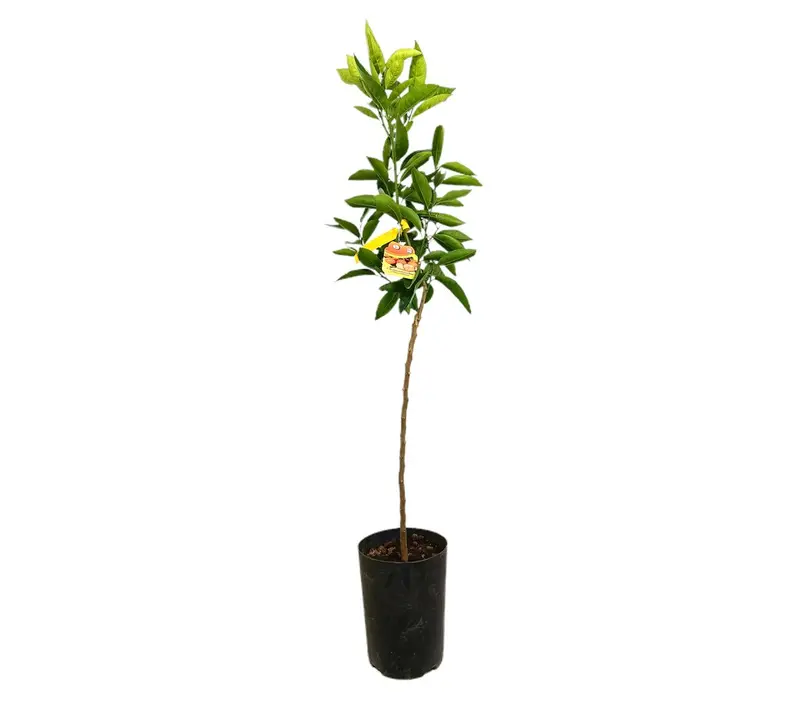 Mandarino Clementino Tb20 120-150cm