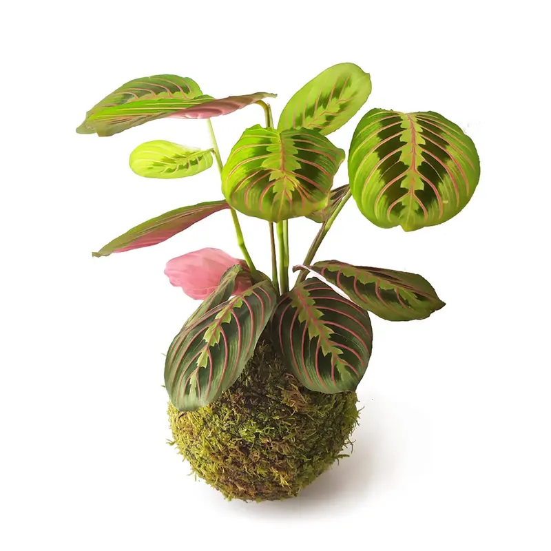 Maranta En Kokedama