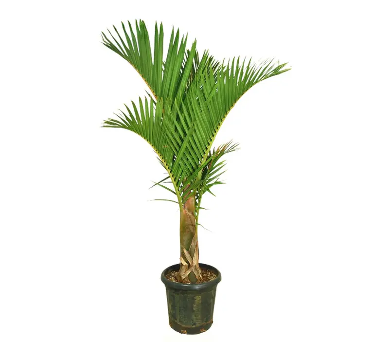 Mascarena Verschaffeltii M37 120-140cm