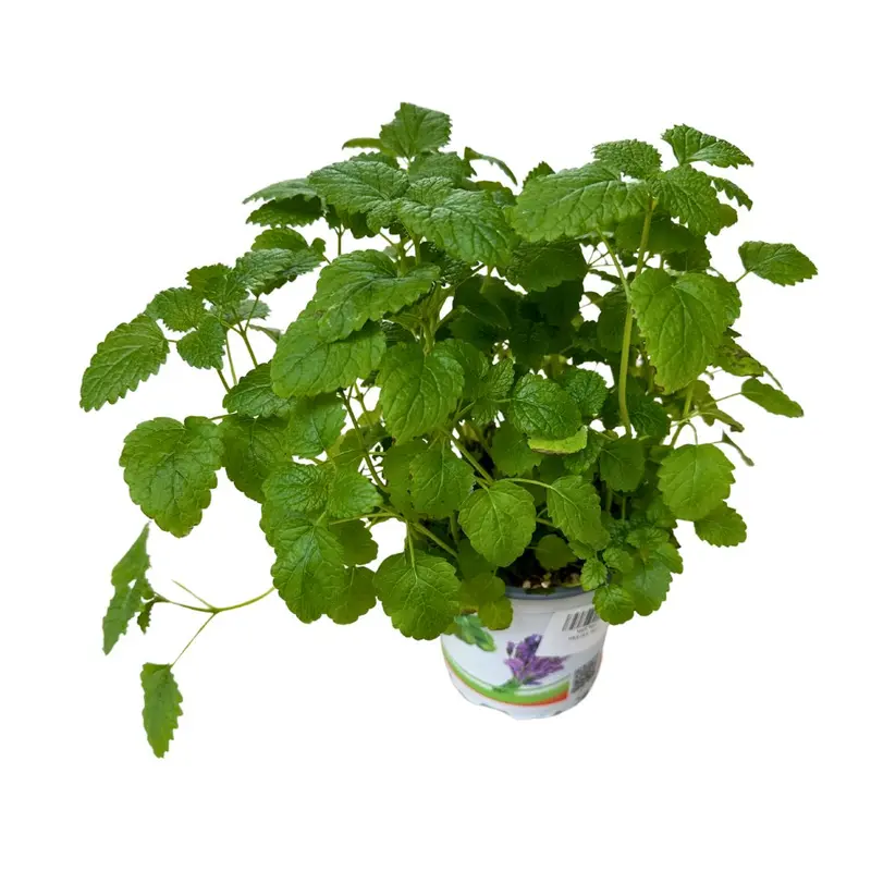 Melisa Planta Aromática Y Medicinal (melissa Officinalis)