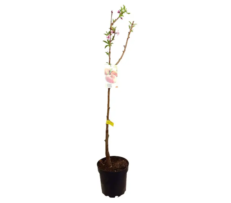 Melocotonero Paraguayo M25 120-150cm