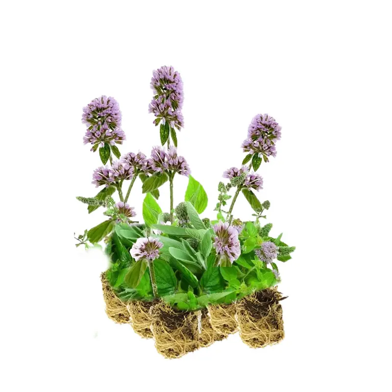 Menta Acuática - Mentha Aquatica - 15 Plantas