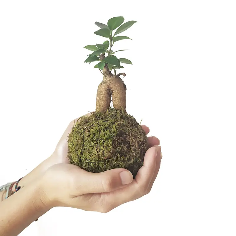 Minificus En Kokedama