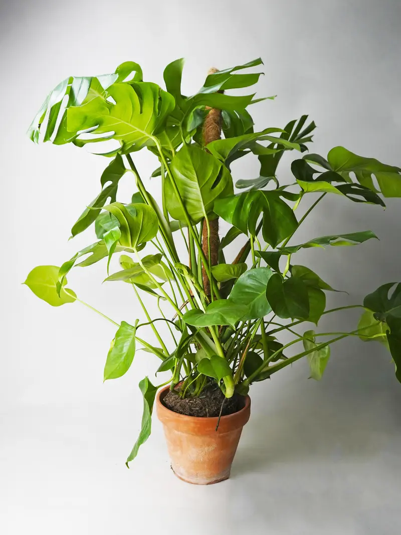 Monstera Deliciosa Tutor Grande
