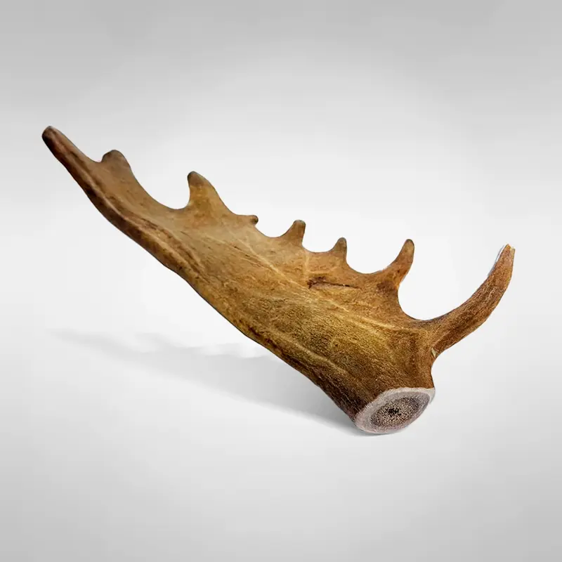 Mordedor De Asta De Gamo Para Perro