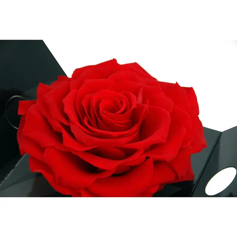 Mundo Eterno Bromelia Preservada Rosa King 15cm