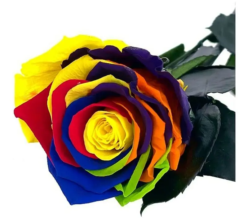 Mundo Eterno Rosa Preservada Multicolor 25cm