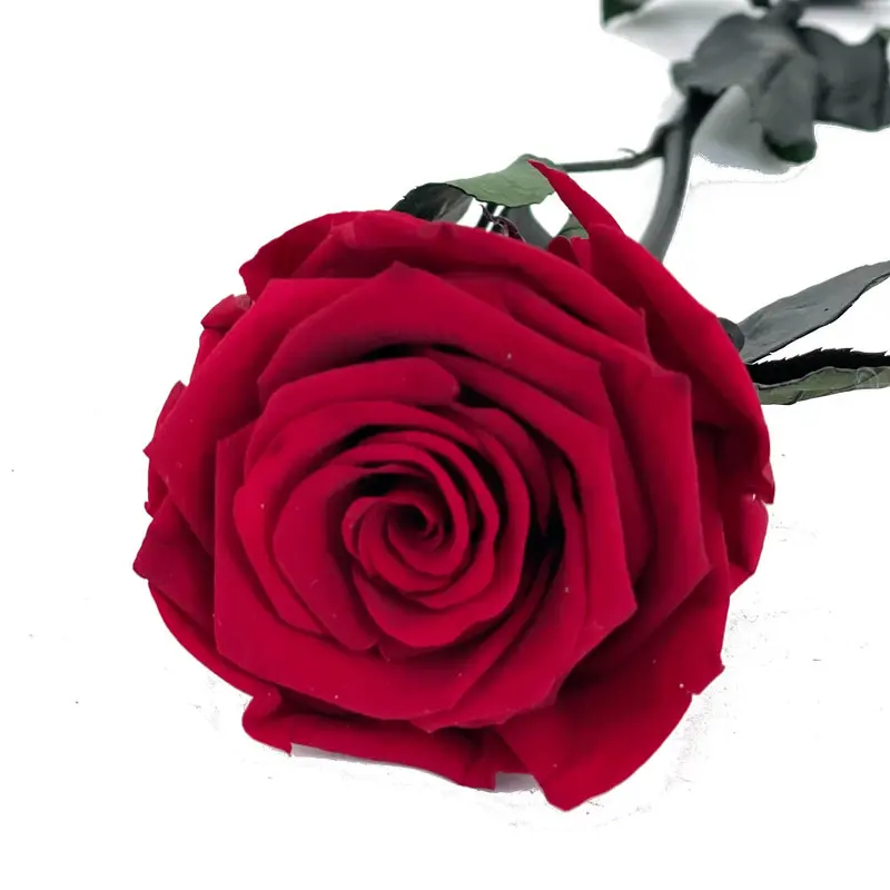 Mundo Eterno Rosa Preservada Roja 35cm