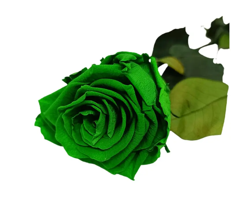 Mundo Eterno Rosa Preservada Verde 55cm