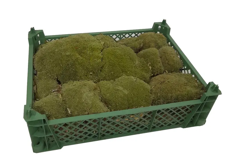 Musgo Bolmos (1 Caja 40x30cm)