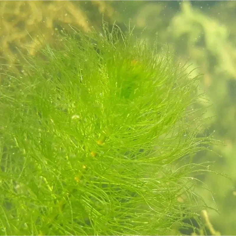 Myriophillum Verticillatum