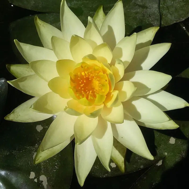 Nenúfar Yellow Princess