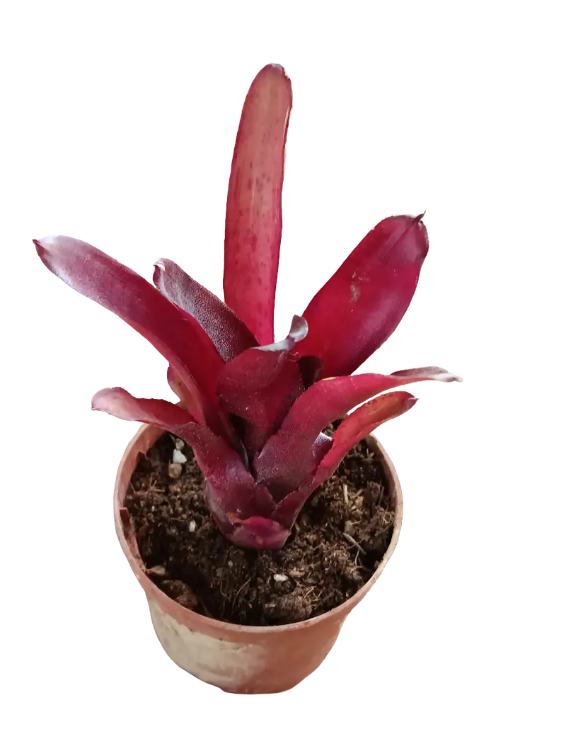 Neoregelia Amazon Planta Bromelia Para Terrarios E Inteior