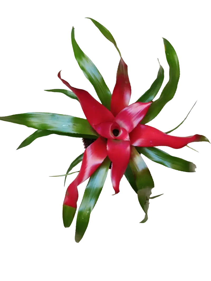 Neoregelia Carolinae Planta Bromelia Ø9 Muy Resistente