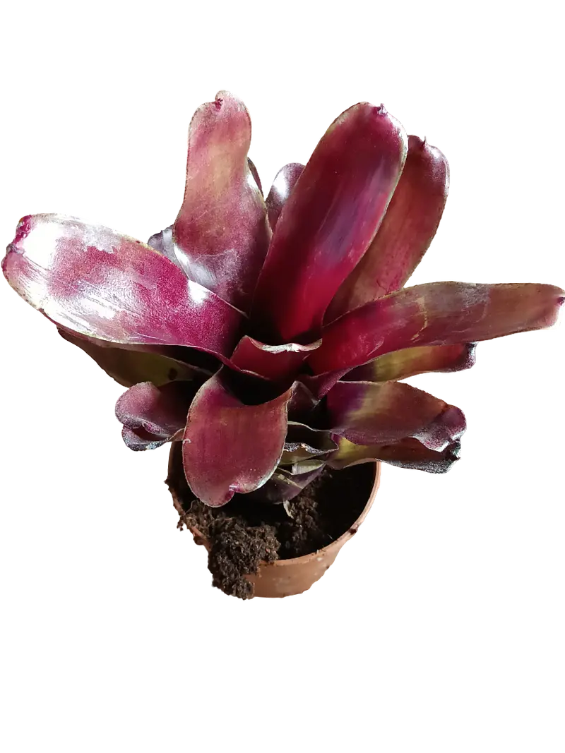 Neoregelia Casiopea Planta Bromelia De Interior 10 Cms