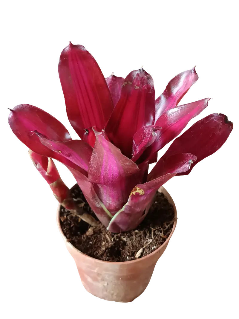 Neoregelia Iris Planta Bromelia De Interior Espectacular