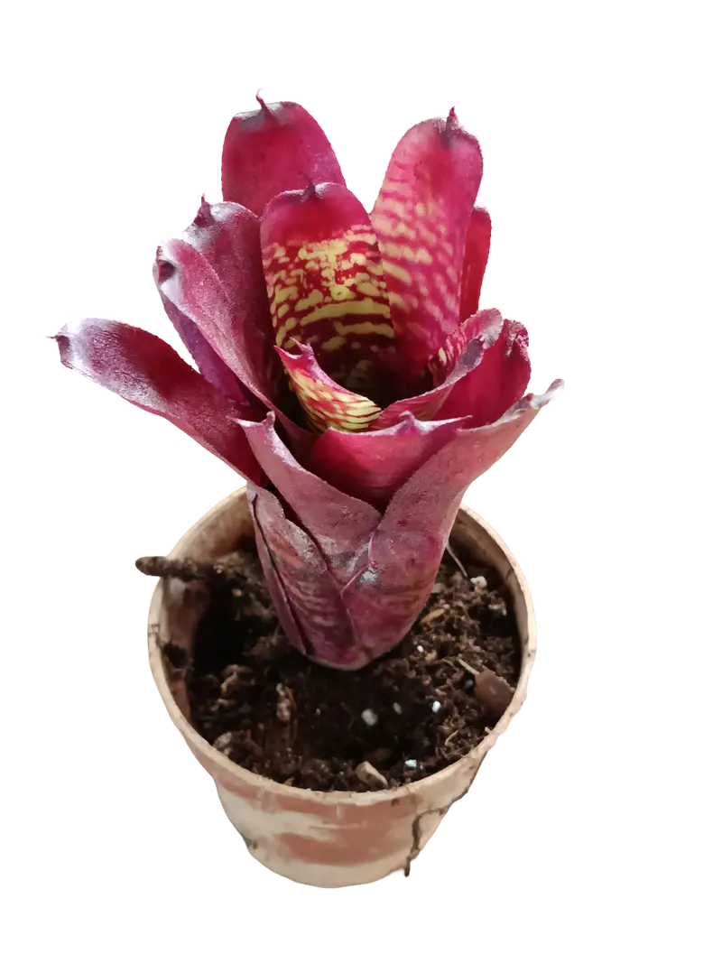 Neoregelia Pheasant Planta Bromelia Para Terrarios E Inteior