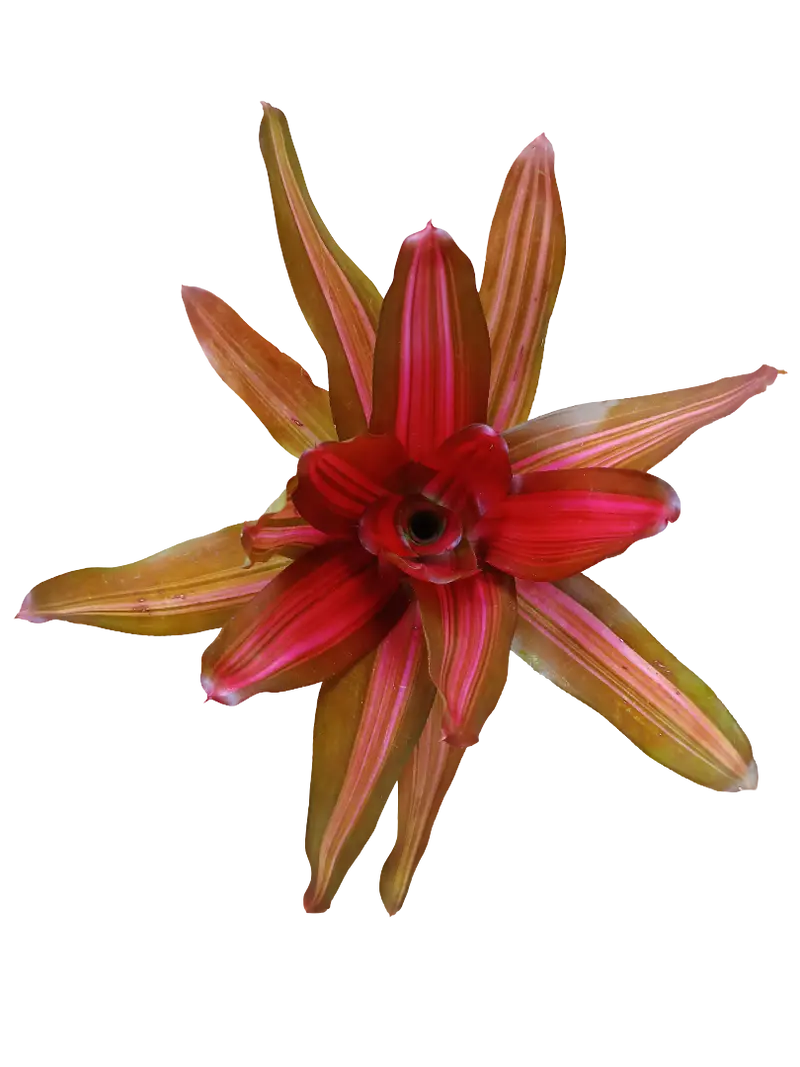 Neoregelia Vulcano Planta Natural Bromelia Ø12