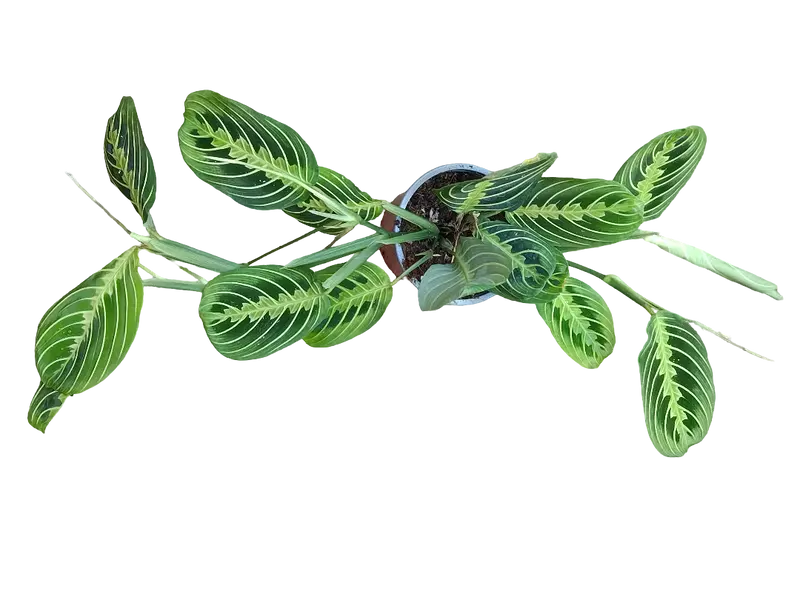Oferta Maranta Lemon Ø12 Cm 40 Planta De Interior