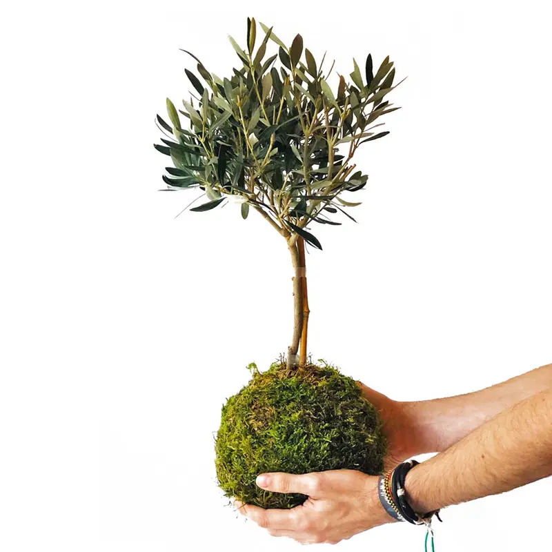 Olivo En Kokedama