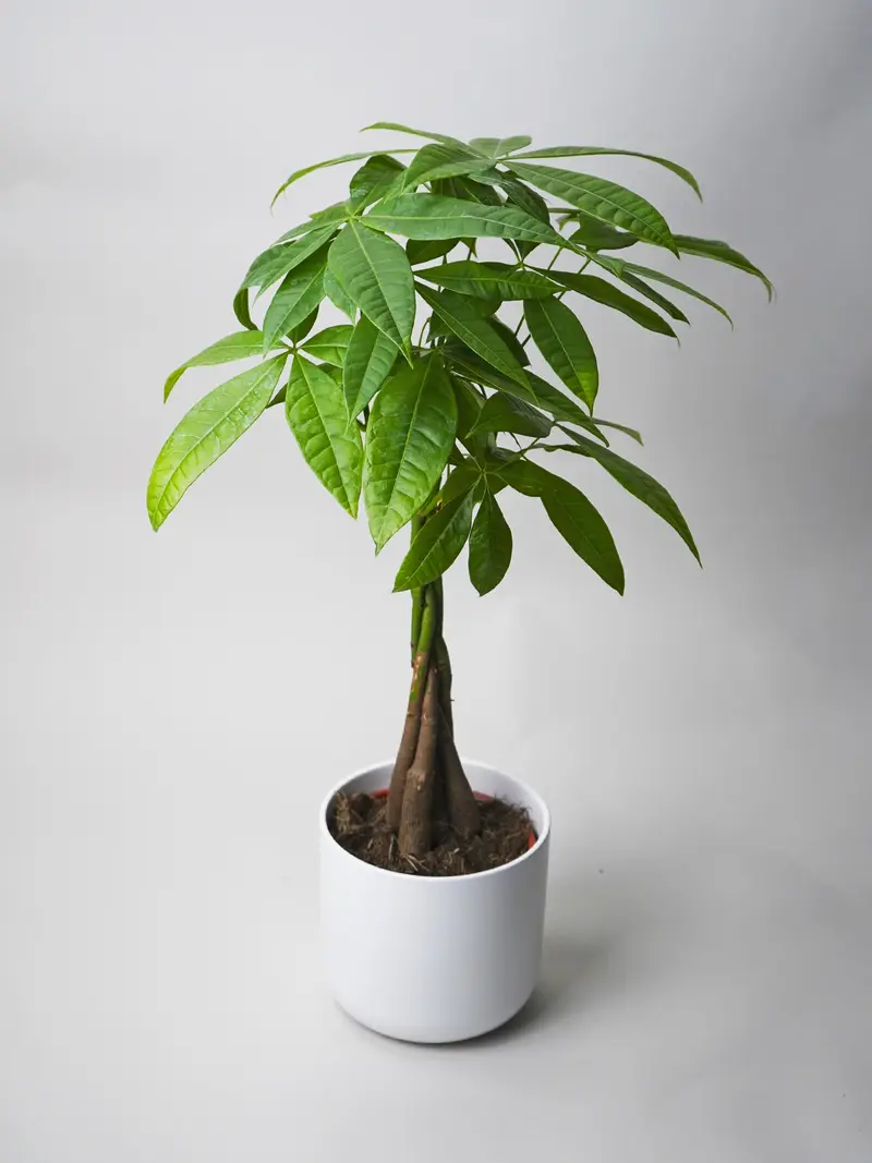 Pachira Aquatica | Altura 50cm - Maceta 12cm