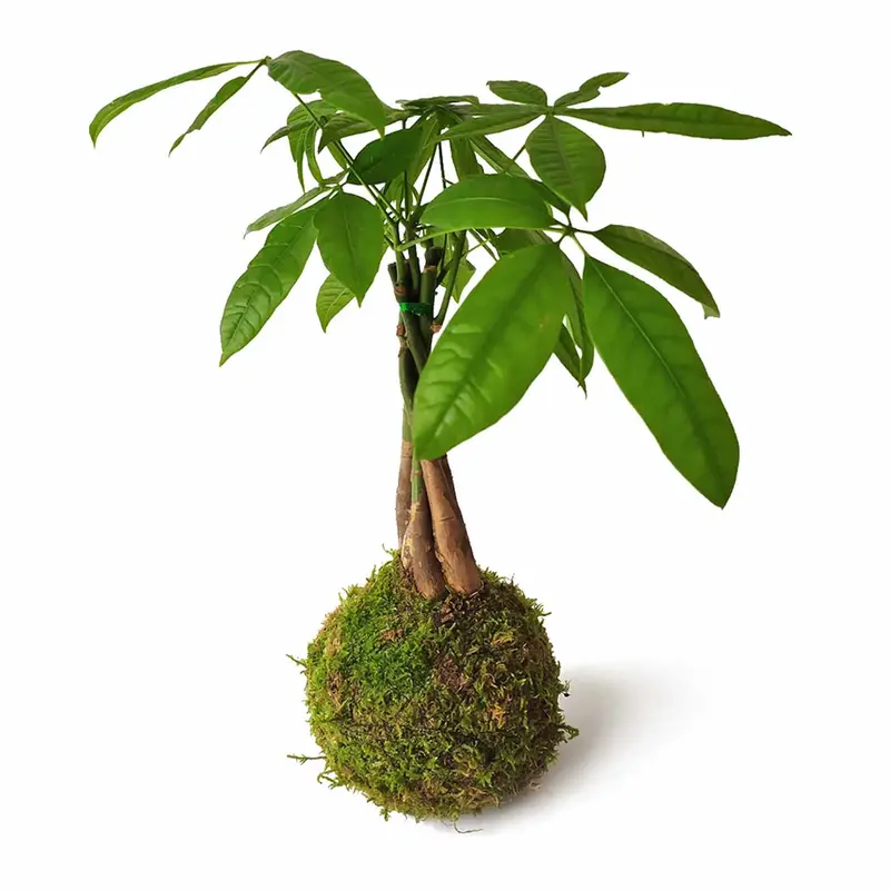 Pachira En Kokedama