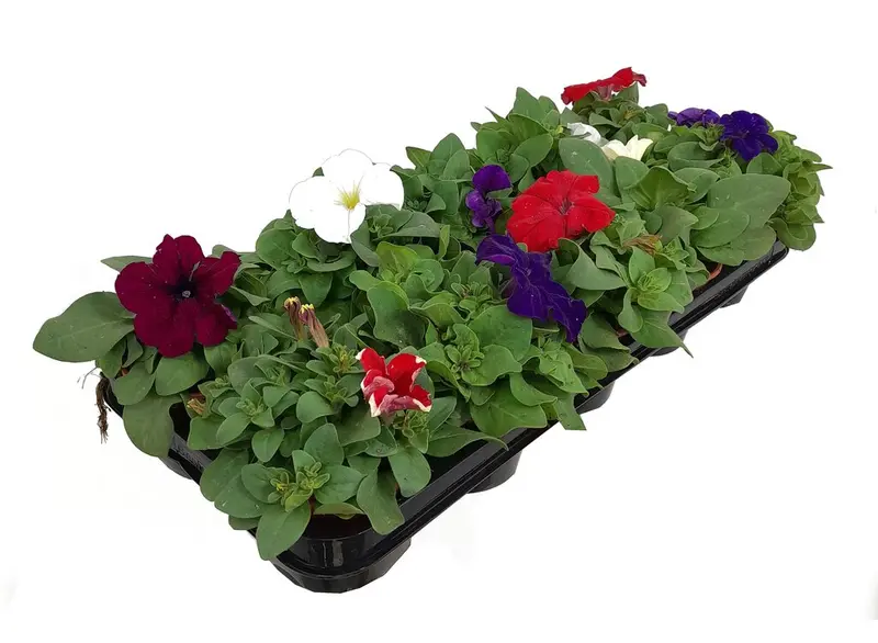 Pack 10 Petunias