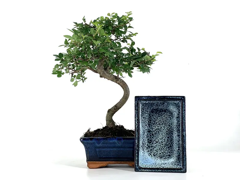 Pack De Bonsái Zelkova 6 Años + Plato