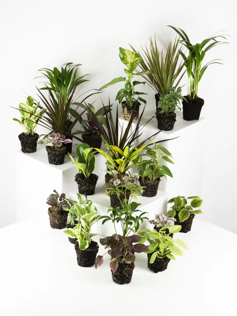 Pack De Mini Plantas - 6 Unidades