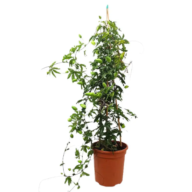 Passiflora Piramide M24 100cm