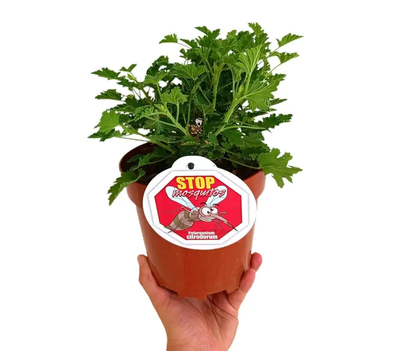 Pelargonium Citrodorum M17 (geraneo Limón)