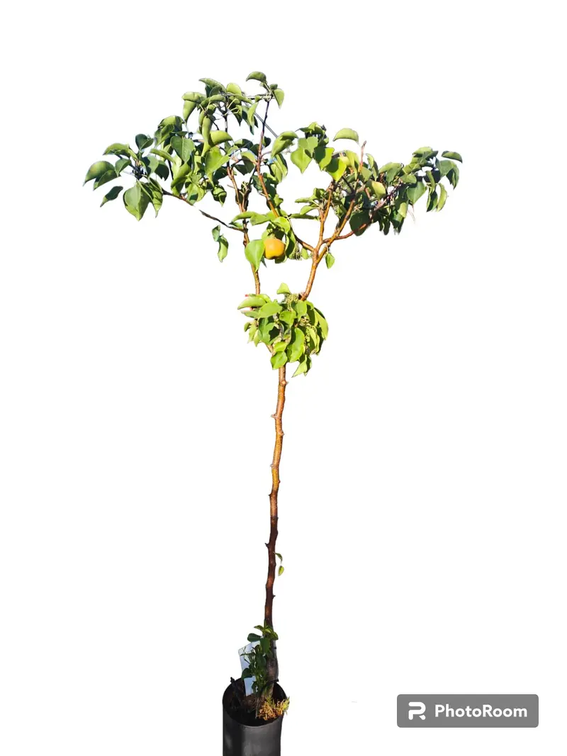 Peral Nashi Maceta 140CM