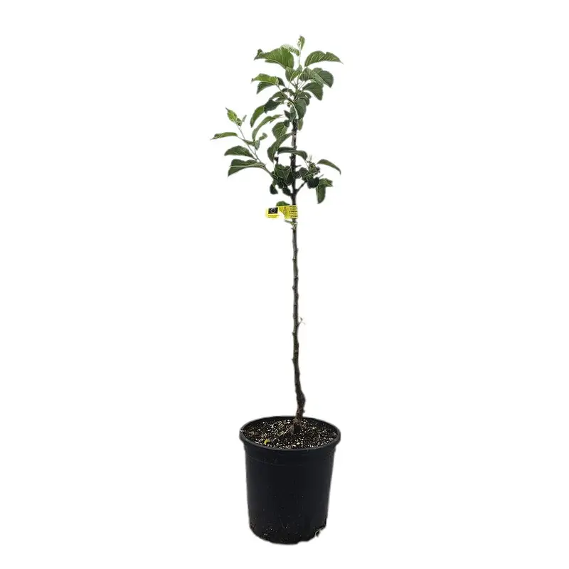 Pero De Cehegin M25 120-140cm