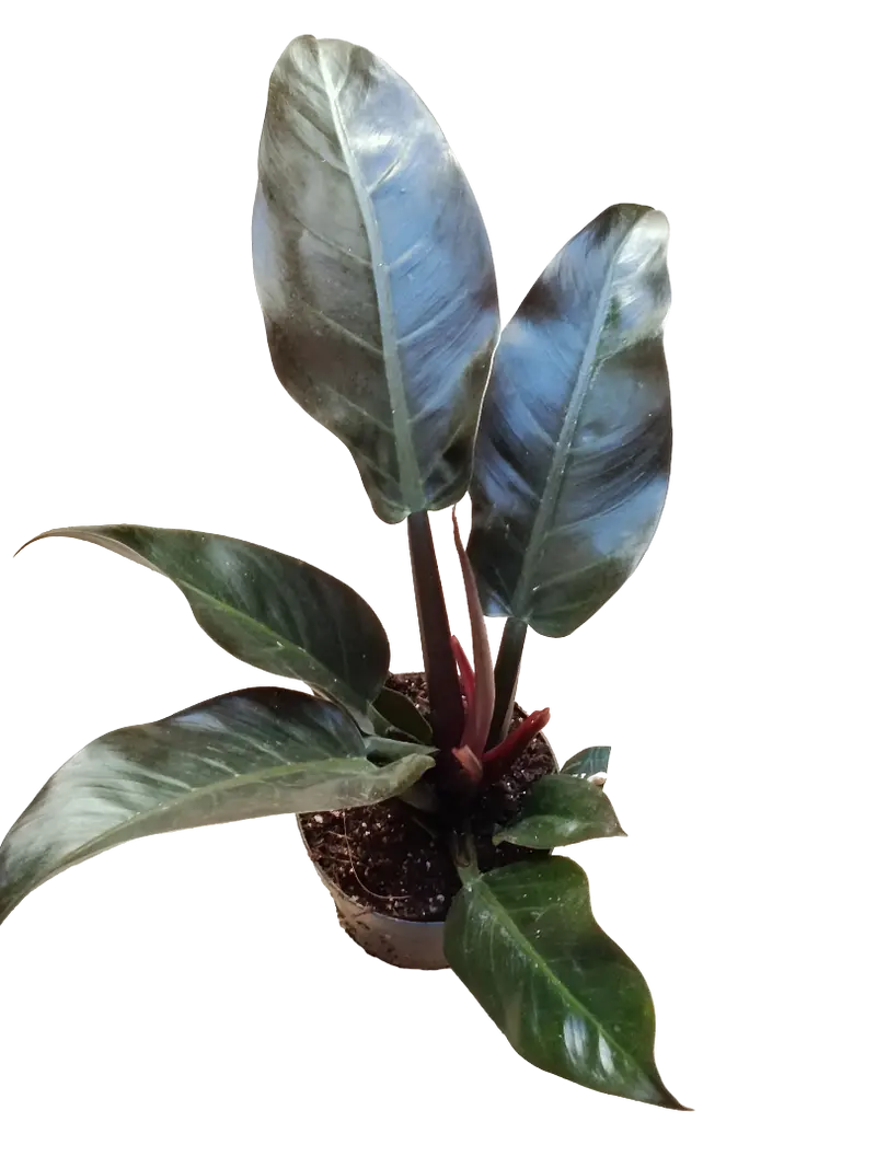 Philodendro Rojo Imperial Planta De Interior 40 Cm