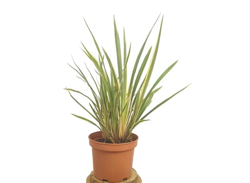 Phormium Tenax Variegata M22 50cm