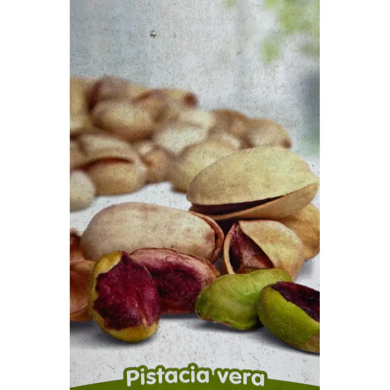 Pistacho Hembra Sirora 10l 150cm
