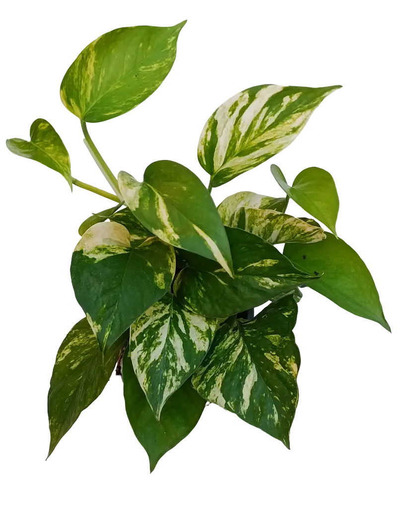 Planta De Interior Potho Ø12 Colgante