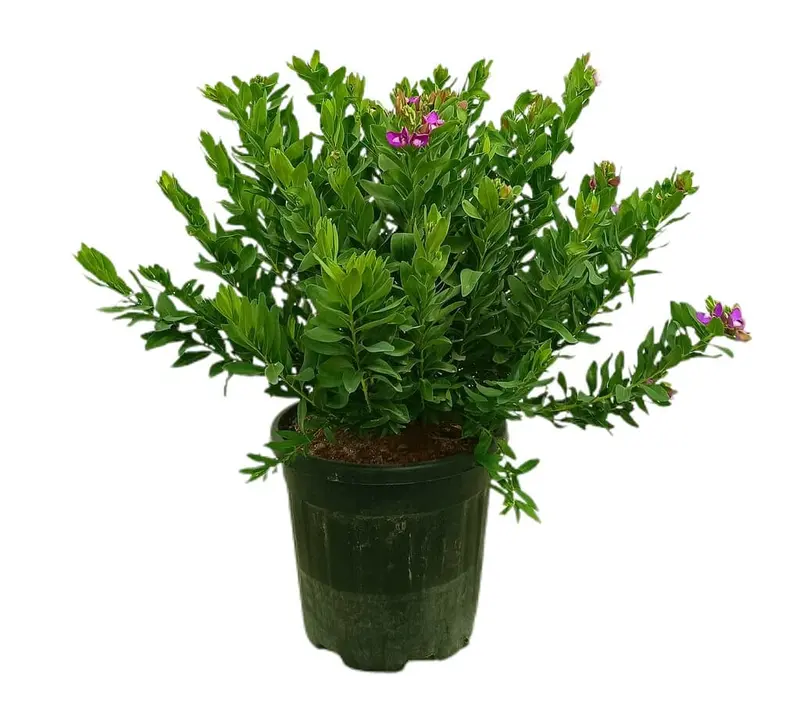 Polygala Myrtifolia M30 60-80cm
