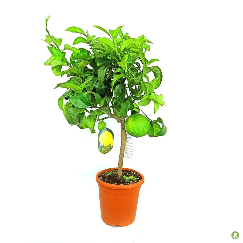 Pomelo Rosa M20 90cm