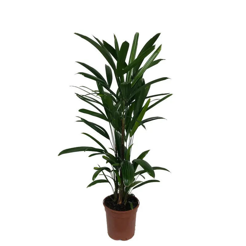 Raphis Excelsa M17 60cm (palma Bambú)