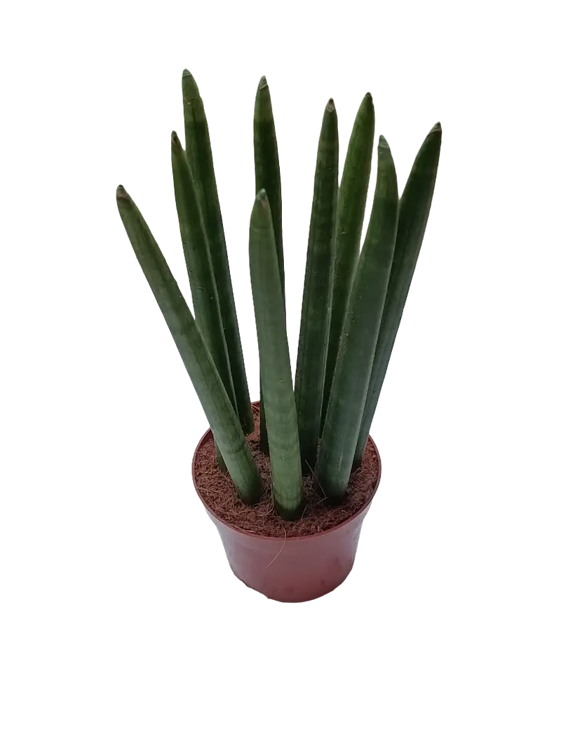 Sansevieria Cilindricum Ø12 Planta De Interior Purificante