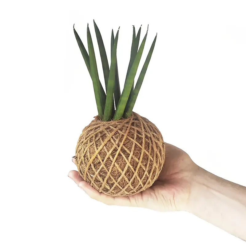 Sansevieria Cylíndrica En Kokedama